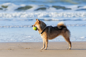Dog with Tennis Ball - obrazy, fototapety, plakaty