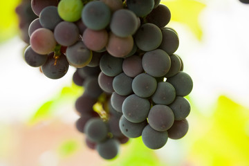 Grapes