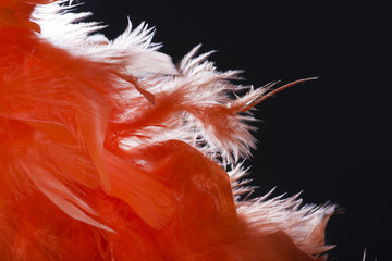 Orange feathers