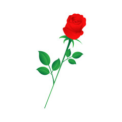 Single red rose