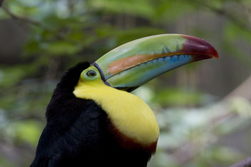 Colorful Toucan