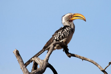 Yellowbilled Hornbill