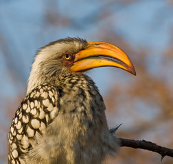 Yellow-billed Hornbill