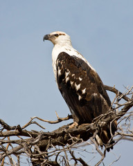 Immature Fish Eagle