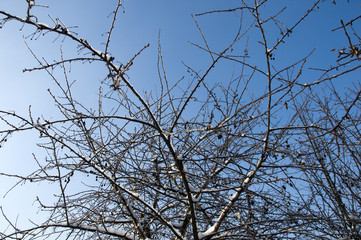 winter in the garden