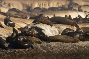 Fototapeta premium Lots of seals