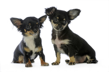 deux adorables chiens de race chihuahuas assis ensemble