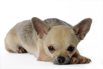 chihua à poil ras la tête posée sur le sol sur fond blanc