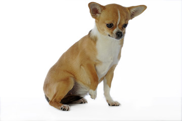 chihuahua à poil court assis une patte levée