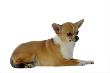 chihuahua à poil court allongé de profil en studio