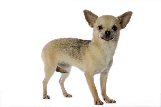 chien de race chihuahua debout de trois quart Stock Photo | Adobe Stock