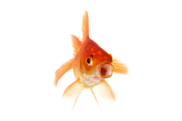 Goldfish gawping