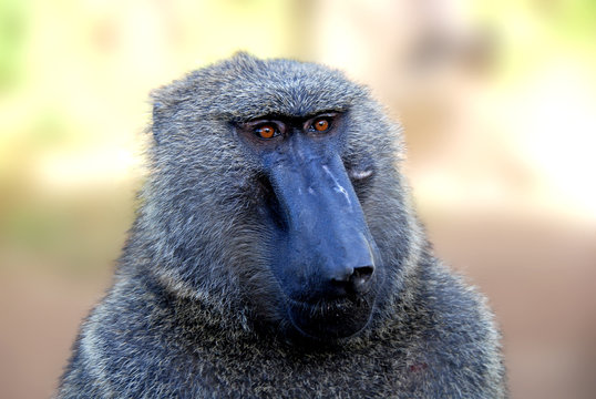 gorilla nella foresta etiope