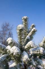 winter in the garden