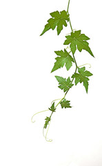 Melon vine isolated on white background