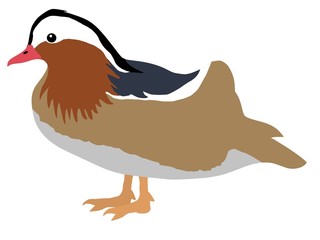 Mandarin duck