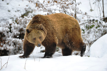 Braunbär im Winter