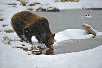 Braunbär im Winter