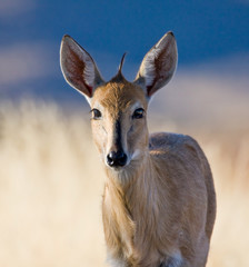 Common Duiker