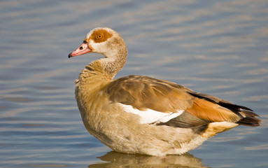 Egyptian Goose