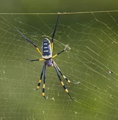 Spider