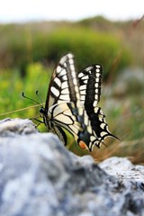 papillon