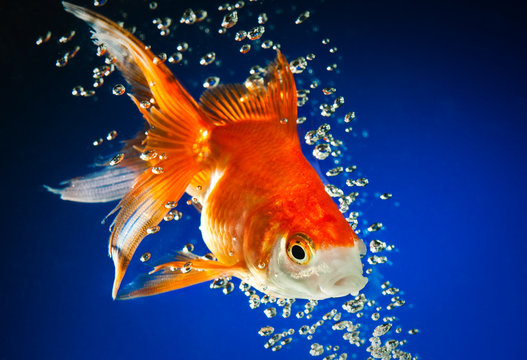 Goldfish In Dark Blue Water...