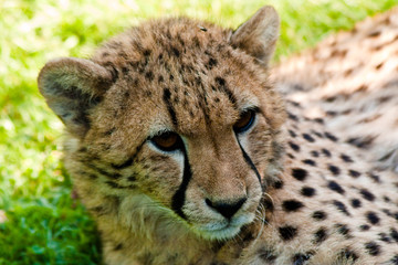 Gepard