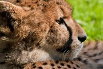 Gepard