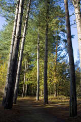 Path through tall pine trees