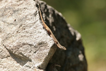 lézard des murailles