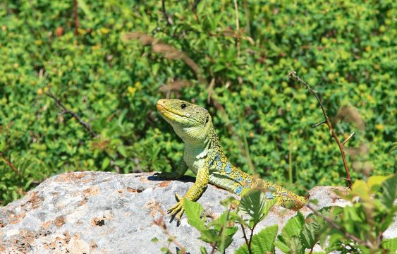 l&eacute;zard