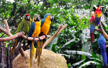 Colourful Macaws © Salvador Manaois III