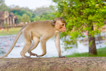 walking monkey