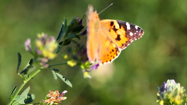 Batterfly closeup on the flower