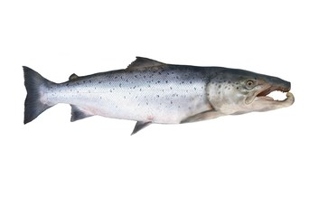big salmon