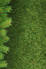Christmas spruce  texture