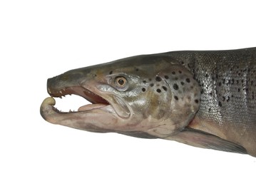 head of great salmon