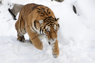 Junger Tiger