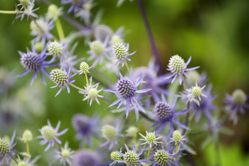 Echinops bannaticus