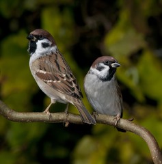 Two tree sparrows on a branch.