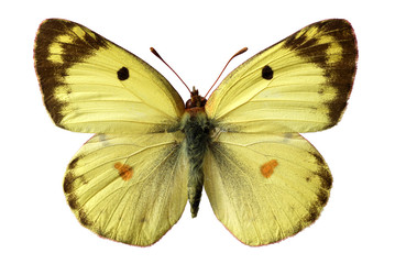Papillon fluoré (Colias alfacariensis) détouré sur fond blanc