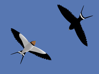 Two flying swallows