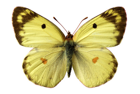 Papillon fluoré (Colias alfacariensis) détouré sur fond blanc