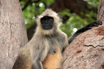 Obraz premium scimmia