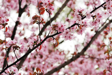 Spring sakura
