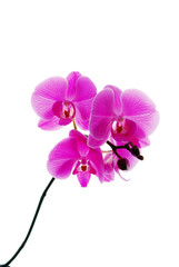 Fototapeta na wymiar Blooming violet orchids flower isolated on white background