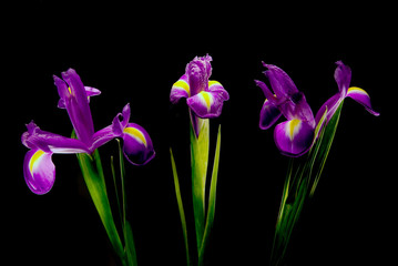 Beautiful Iris flowers on black background