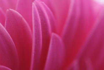 Fototapeta na wymiar Macro background of beautiful gerbera flower petals