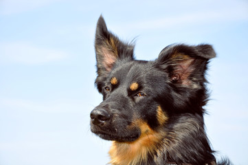 Aussi Portrait